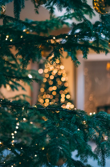 where to buy christmas tree cotswolds