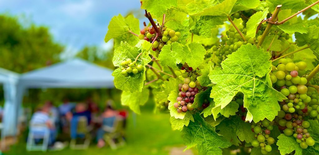 little-oak-vineyard.jpg#asset:9365